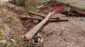 বাজারের দুটি গাছ কেটে বিক্রির অভিযোগ নান্দাইলে