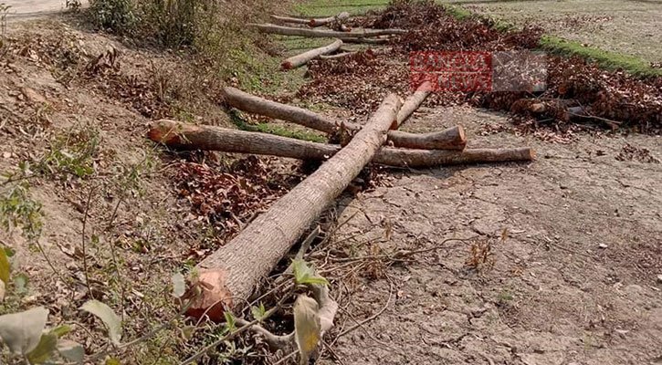 বাজারের দুটি গাছ কেটে বিক্রির অভিযোগ নান্দাইলে