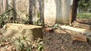 বাজারের দুটি গাছ কেটে বিক্রির অভিযোগ নান্দাইলে