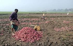  ভালো চাহিদা থাকায় খেত থেকেই বিক্রি হচ্ছে সরিষাবাড়ীর মিষ্টি আলু