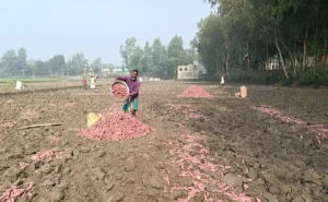  ভালো চাহিদা থাকায় খেত থেকেই বিক্রি হচ্ছে সরিষাবাড়ীর মিষ্টি আলু