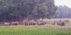 ফসল রক্ষা করতে গিয়ে বন্য হাতির আক্রমণে কৃষকের মৃত্যু
