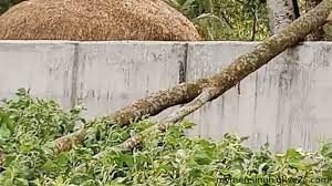 মুক্তাগাছায় ঝড়ে আম কুড়াতে গিয়ে প্রাণ গেল দুই বোনের